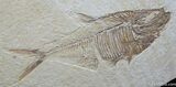 Fossil Fish Diplomystus dentatus Inches #808-1